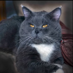 Королевский кот